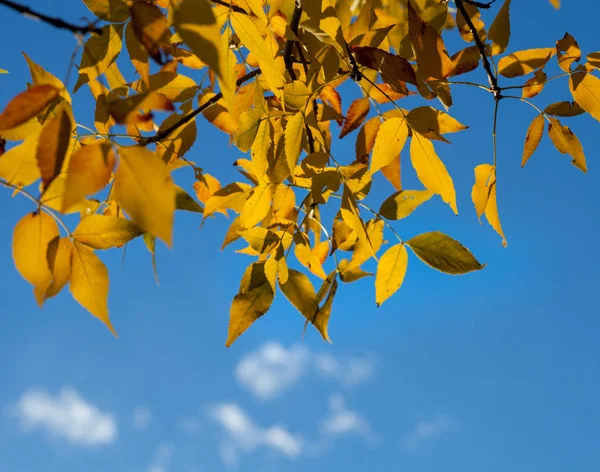 Детальные ветви деревьев с жёлтыми листьями — стоковое фото