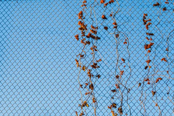 Detailed tree branches with yellow leaves — Stock Photo, Image