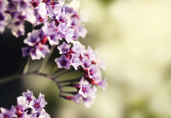 紫色の花を開花 — ストック写真