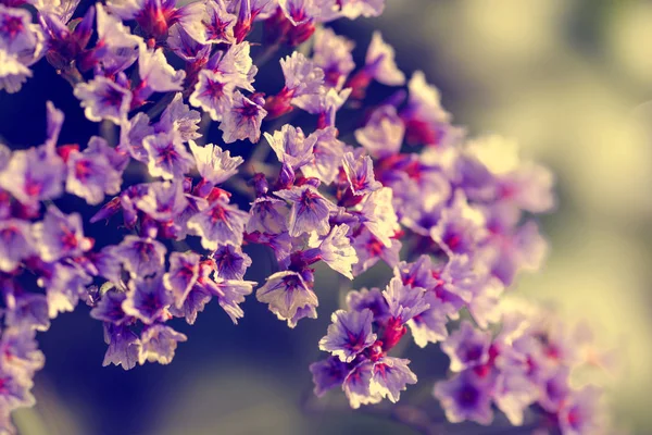 Kvetoucí fialové květy — Stock fotografie