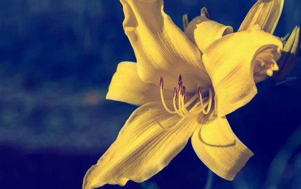 Fiore di giglio giallo — Foto Stock