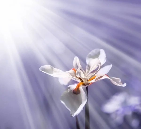 Belle Iris Fleurissant Dans Jardin Printemps Gros Plan — Photo