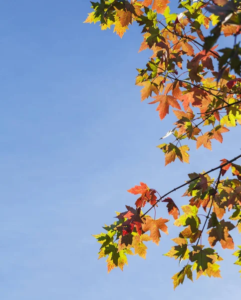 黄色の葉と詳細な木の枝 — ストック写真