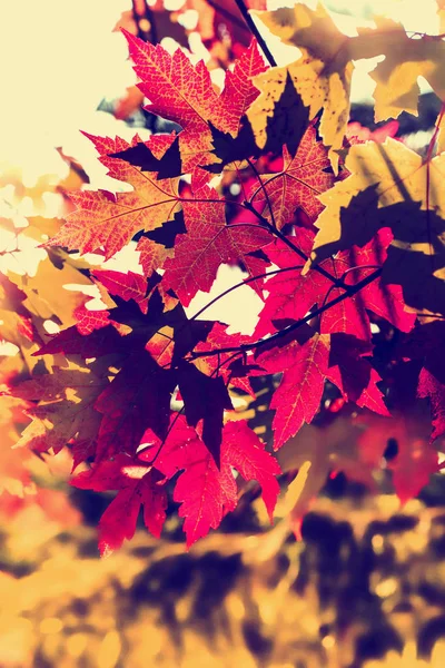 Detailed tree branches with yellow leaves — Stock Photo, Image