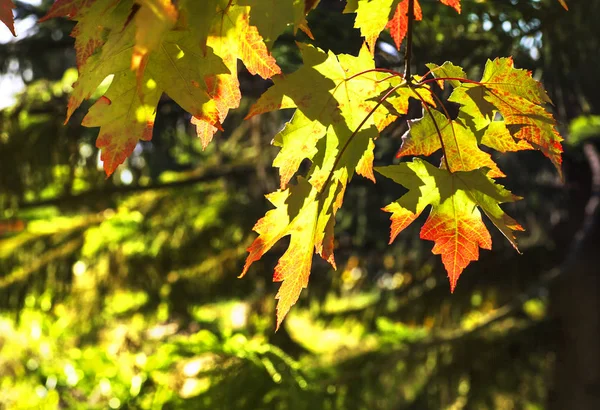 Детальні гілки дерева з жовтим листям — стокове фото