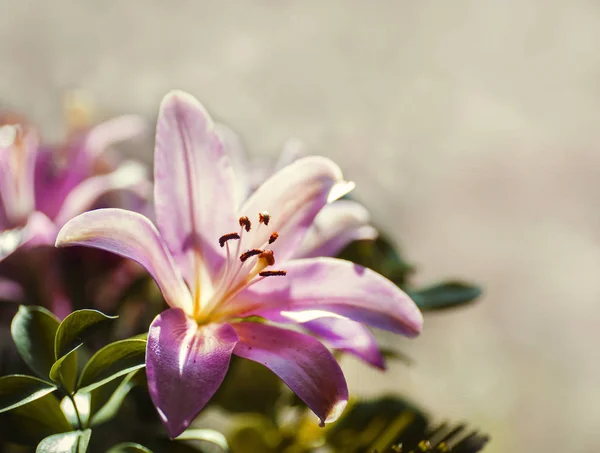 Hermosa flor rosa — Foto de Stock