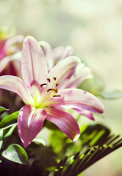 Beautiful pink lily — Stock Photo, Image