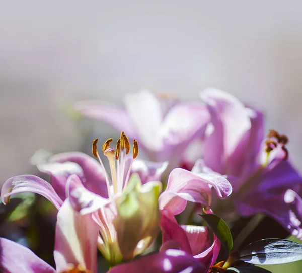 Rosa Lilienblüten — Stockfoto