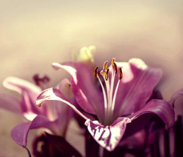 Pink lily flowers — Stock Photo, Image