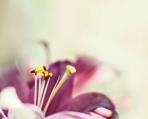 Hermoso lirio rosa — Foto de Stock