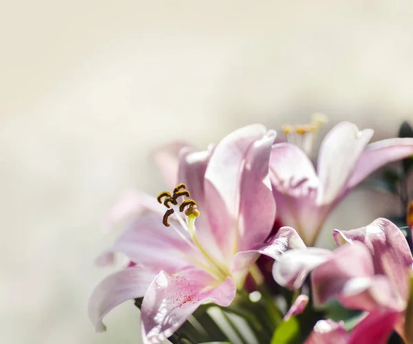 Flores de lirio rosa — Foto de Stock