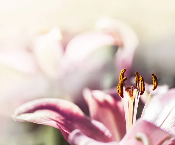 Lírio rosa bonito — Fotografia de Stock