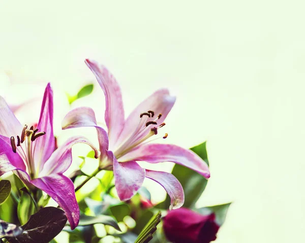 Rosa Lilienblüten — Stockfoto