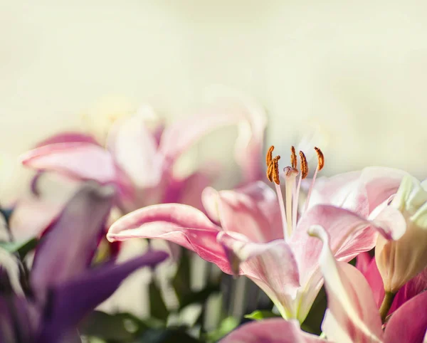 Rosa Lilienblüten — Stockfoto