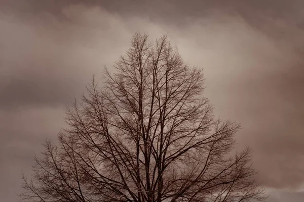 Rami d'albero secchi in autunno — Foto Stock