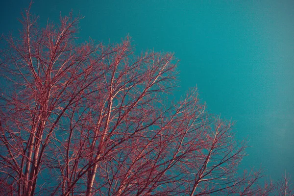 가 마른 나뭇가지 — 스톡 사진