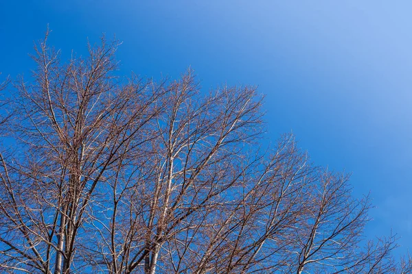 Las ramas secas del árbol en otoño —  Fotos de Stock