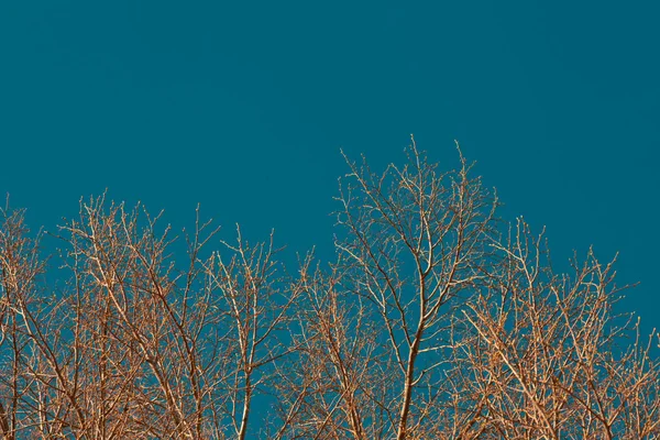 Las ramas secas del árbol en otoño —  Fotos de Stock