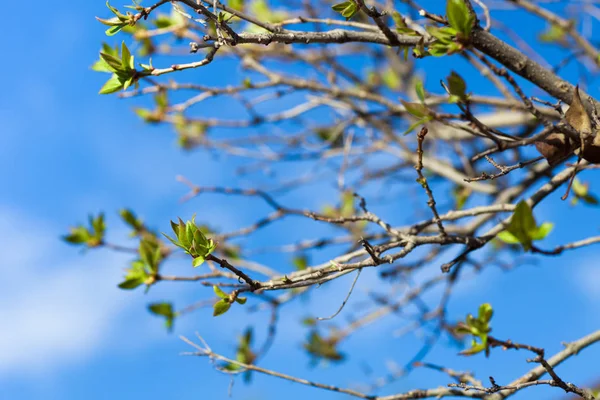 Гілки весняної ялинки з бруньками і листям — стокове фото