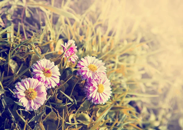 Bahçede taze çiçek — Stok fotoğraf