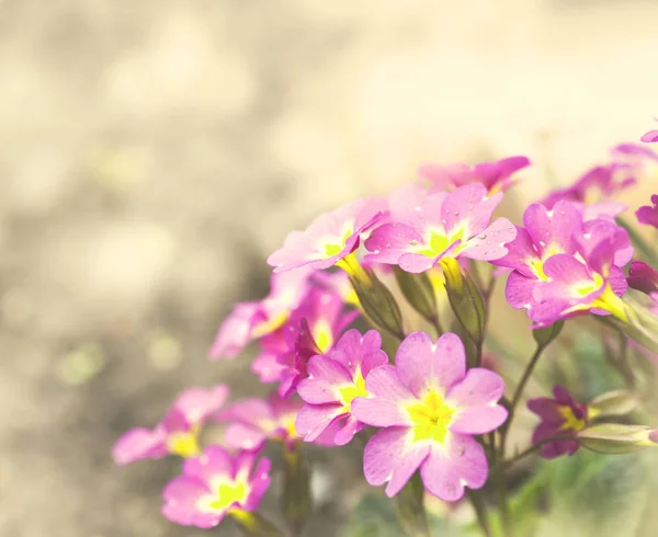 Fleurs fraîches dans le jardin — Photo