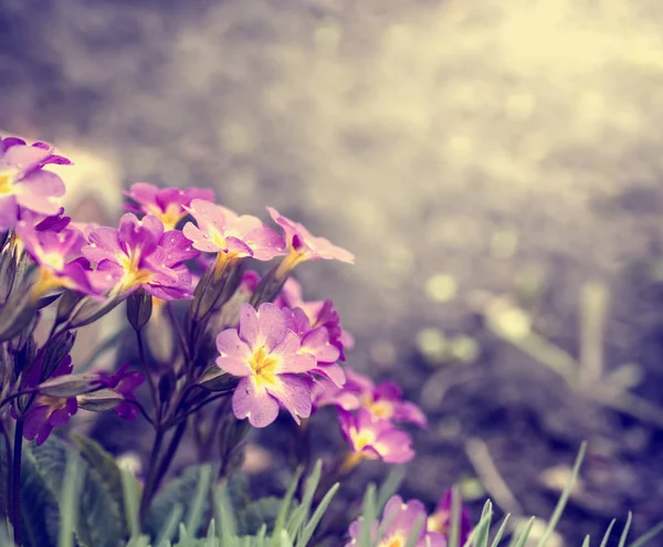 Fresh flowers in the garden — Stock Photo, Image