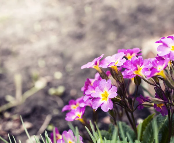 Floraison de fleurs dans le jardin — Photo