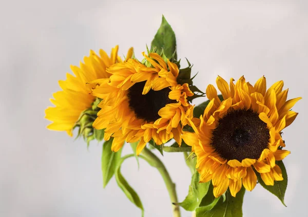 Schöne gelbe Sonnenblumen — Stockfoto