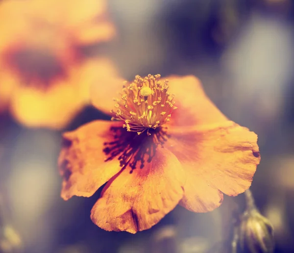 Калифорнийский Красивый Цветок Мака Естественном Абстрактном Фоне — стоковое фото