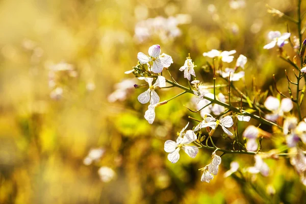 Weiße Blumen Auf Der Wiese Sonnigen Tag — Stockfoto