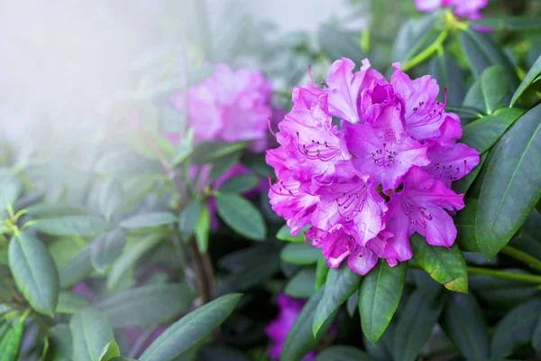 Azalea Struik Met Prachtige Roze Bloemen Groene Blaadjes Een Zonnige — Stockfoto