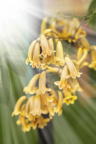 黄色百合花 — 图库照片