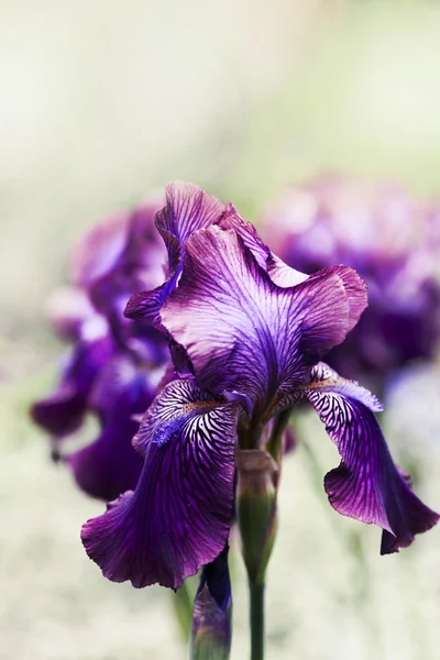 Kwiaty piękne purpurowe tęczówki — Zdjęcie stockowe