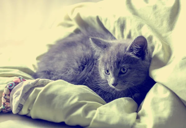Kočka ležící na béžový kryt — Stock fotografie