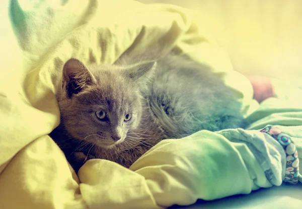 แมวนอนบนผ้าคลุมสีเบจ — ภาพถ่ายสต็อก