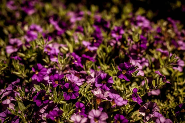 Bellissimi fiori sotto il sole — Foto Stock