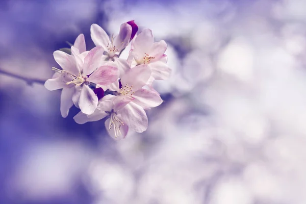 Belles fleurs colorées — Photo