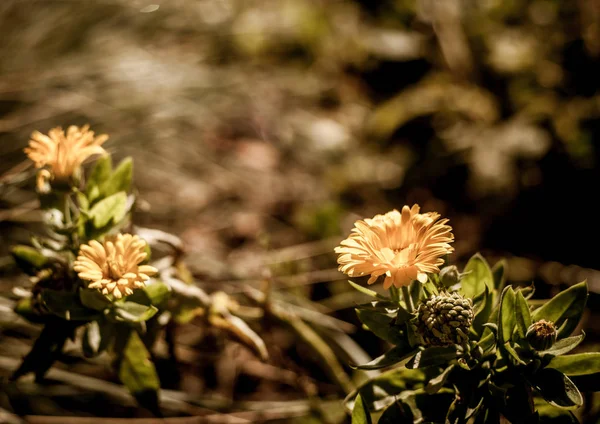 Hermosas flores al sol —  Fotos de Stock