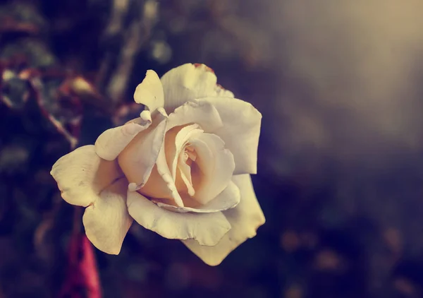 Hermosa flor de rosa —  Fotos de Stock