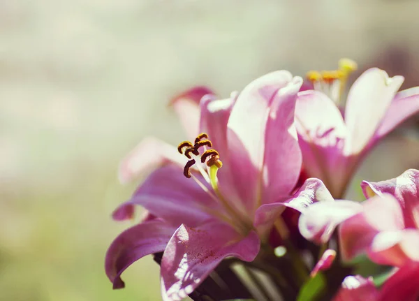 Roze lily bloemen — Stockfoto