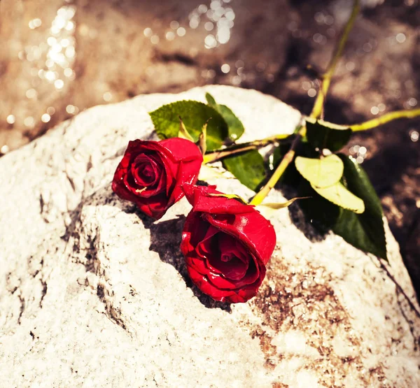 Красные розы на камне — стоковое фото