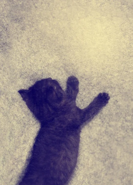แมวนอนบนผ้าคลุมสีเบจ — ภาพถ่ายสต็อก