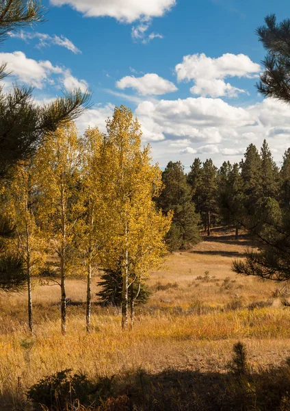 Schöner herbstlicher Wald — Stockfoto