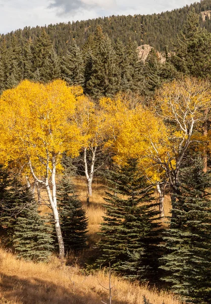 Ountains en aspen bomen geel — Stockfoto