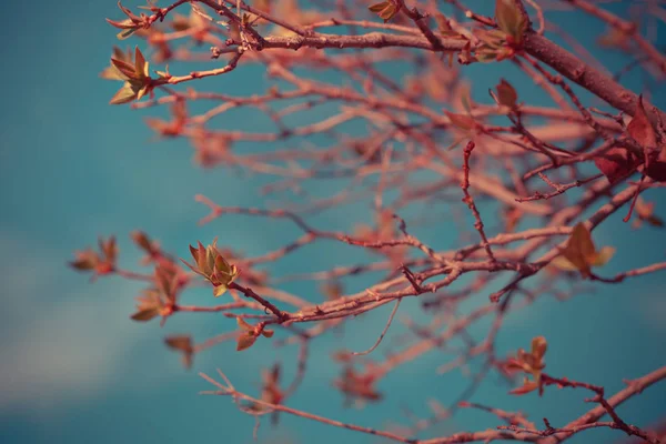 Tree branches with yellow leaves — Stock Photo, Image