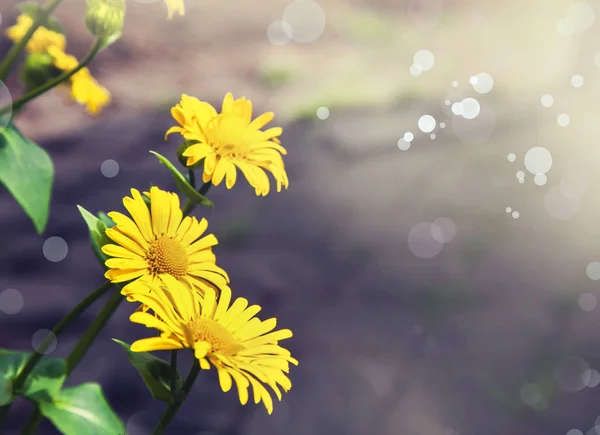 Yellow flowers blooming in field — Stock Photo, Image