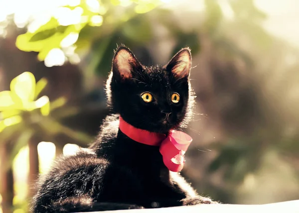 Gatinho cinzento bonito — Fotografia de Stock