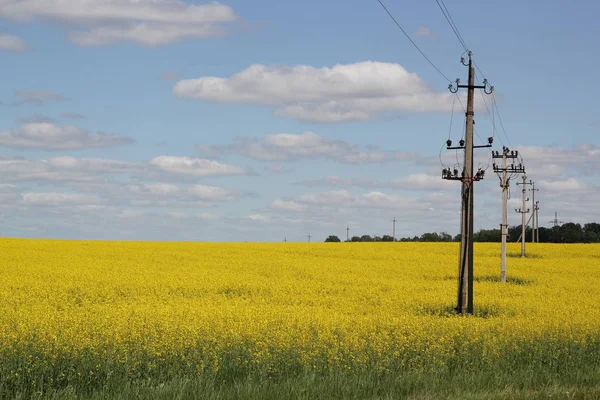 Sárga mező és kék ég — Stock Fotó