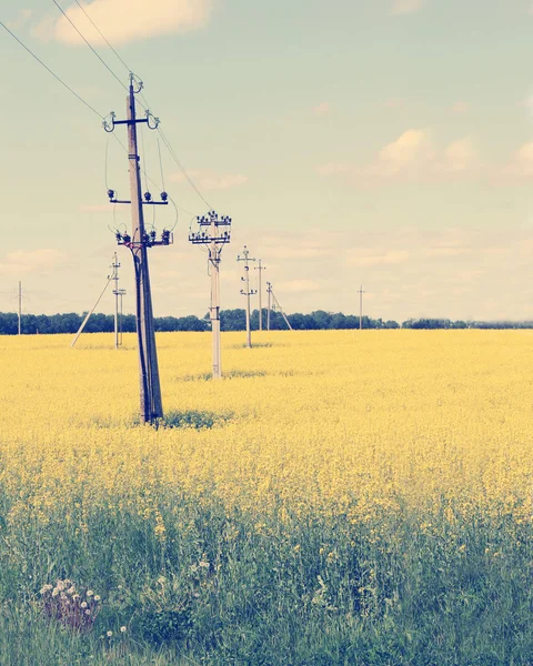 Geel veld en blauwe lucht — Stockfoto