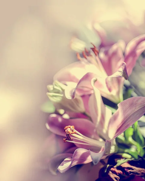 Pink lily flowers — Stock Photo, Image